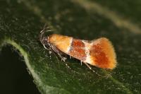 Epicallima bruandella