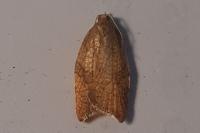 Acleris rhombana