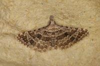 Alucita grammodactyla