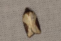 Acleris schalleriana