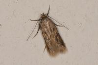 Borkhausenia nefrax