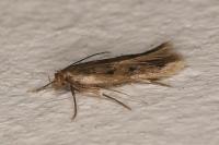 Borkhausenia nefrax