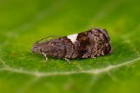 Pammene spiniana