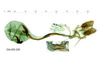 Clepsis consimilana