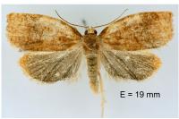 Archips rosana