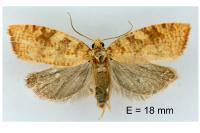 Aleimma loeflingiana