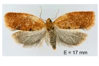 Clepsis consimilana