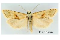 Cochylimorpha straminea