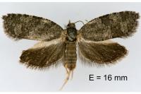 Cnephasia ecullyana