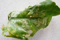 Phyllocnistis citrella