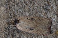 Agonopterix scopariella