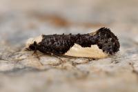 Monopis monachella