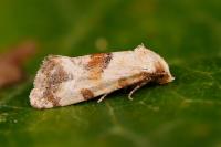 Neocochylis millierana