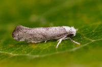 Paraswammerdamia albicapitella
