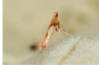 Caloptilia