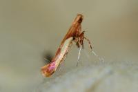 Caloptilia