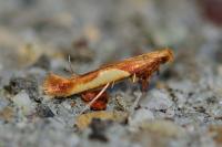 Caloptilia