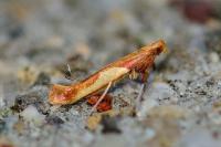 Caloptilia