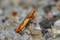 Caloptilia