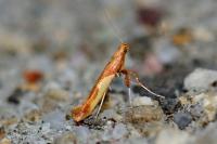 Caloptilia