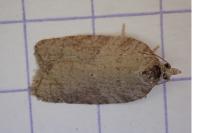 Acleris sparsana
