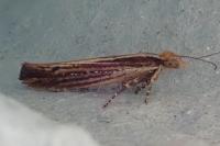Ypsolopha ustella