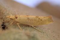 Ypsolopha alpella