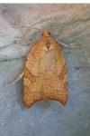 Acleris rhombana
