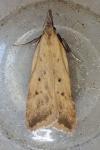 Dichomeris limosella