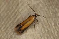 Coptotriche marginea