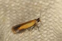 Coptotriche marginea