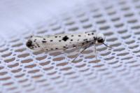 Yponomeuta plumbella