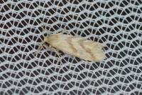 Aethes francillana