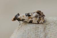 Brevicornutia pallidana
