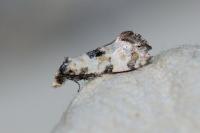 Brevicornutia pallidana