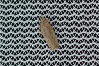 Bryotropha desertella