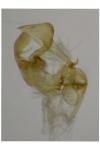 Bryotropha desertella
