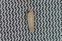 Bryotropha desertella