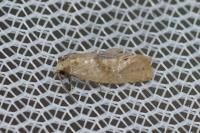 Phalonidia affinitana