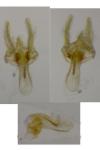 Phalonidia affinitana