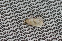 Phalonidia affinitana