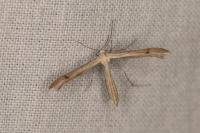 Stenoptilia