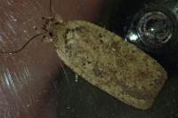Agonopterix