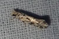 Nemapogon