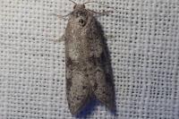 Cnephasia