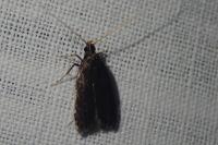 Eurodachtha canigella