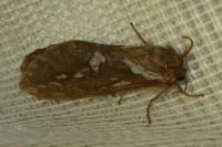 Korscheltellus lupulinus