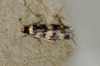 Oegoconia