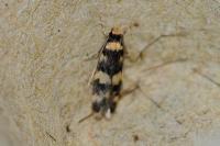 Oegoconia