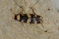 Oegoconia